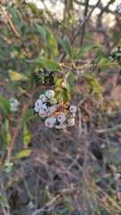 Tournefortia hartwegiana