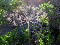 Cynorhiza typica