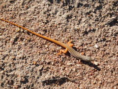 Latastia johnstonii
