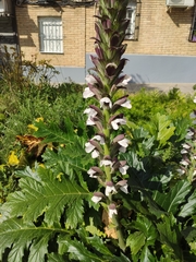 Acanthus mollis