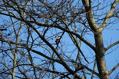 Dendrocopos major