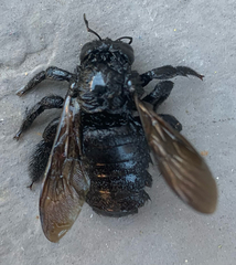 Xylocopa sonorina