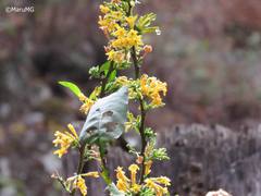 Cestrum oblongifolium