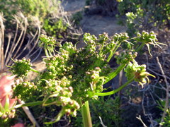 Cynorhiza typica