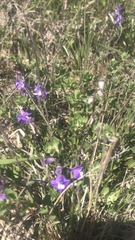 Scutellaria wrightii