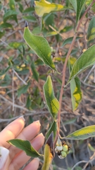 Tournefortia hartwegiana