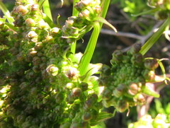 Cynorhiza typica