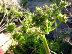 Cynorhiza typica