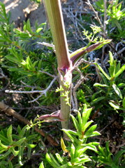 Cynorhiza typica