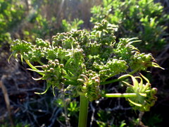 Cynorhiza typica