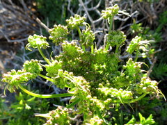 Cynorhiza typica