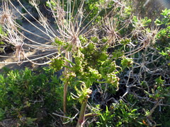 Cynorhiza typica