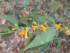 Cestrum oblongifolium