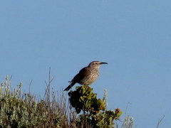 Certhilauda curvirostris falcirostris