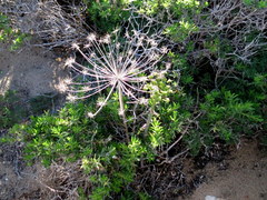 Cynorhiza typica