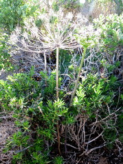 Cynorhiza typica