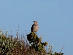 Certhilauda curvirostris falcirostris