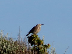 Certhilauda curvirostris falcirostris