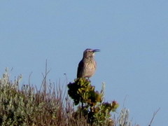 Certhilauda curvirostris falcirostris