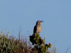 Certhilauda curvirostris falcirostris