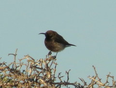 Cinnyris fuscus fuscus