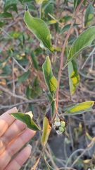 Tournefortia hartwegiana