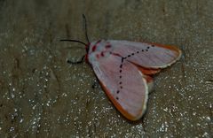 Trosia nigropunctigera