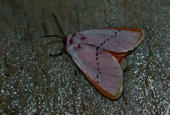 Trosia nigropunctigera