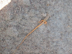 Latastia johnstonii
