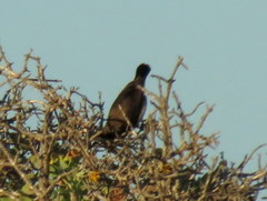 Cinnyris fuscus fuscus
