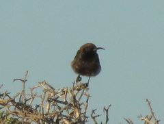 Cinnyris fuscus fuscus