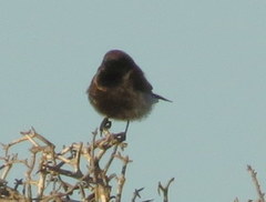 Cinnyris fuscus fuscus