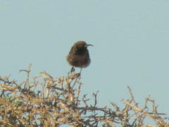Cinnyris fuscus fuscus