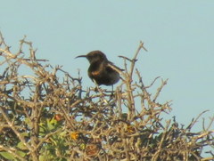 Cinnyris fuscus fuscus