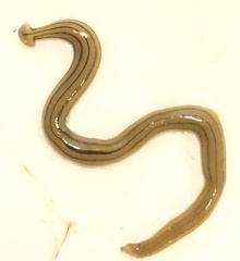 Diversibipalium multilineatum