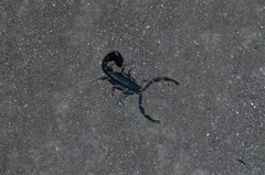 Uroplectes flavoviridis