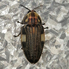 Aspisoma lineatum