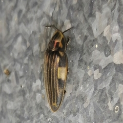 Aspisoma lineatum