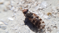 Ceroxys