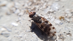 Ceroxys