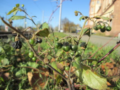 Solanum nigrum