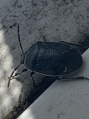 Sehirus cinctus albonotatus