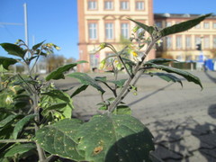 Solanum nigrum
