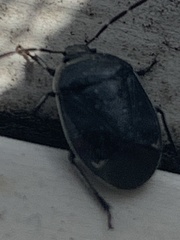 Sehirus cinctus albonotatus