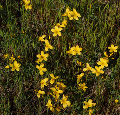Linum mucronatum