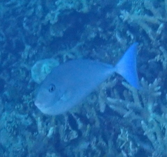 Naso caeruleacauda
