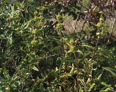 Phlomis viscosa