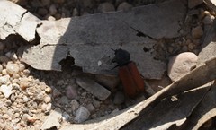 Bostrichus capucinus