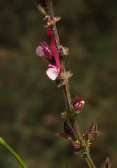 Salvia hierosolymitana hierosolymitana