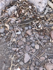 Sceloporus zosteromus rufidorsum